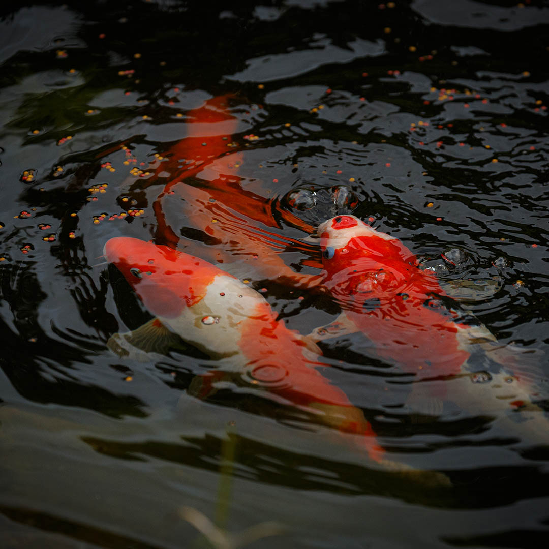 fish feeding